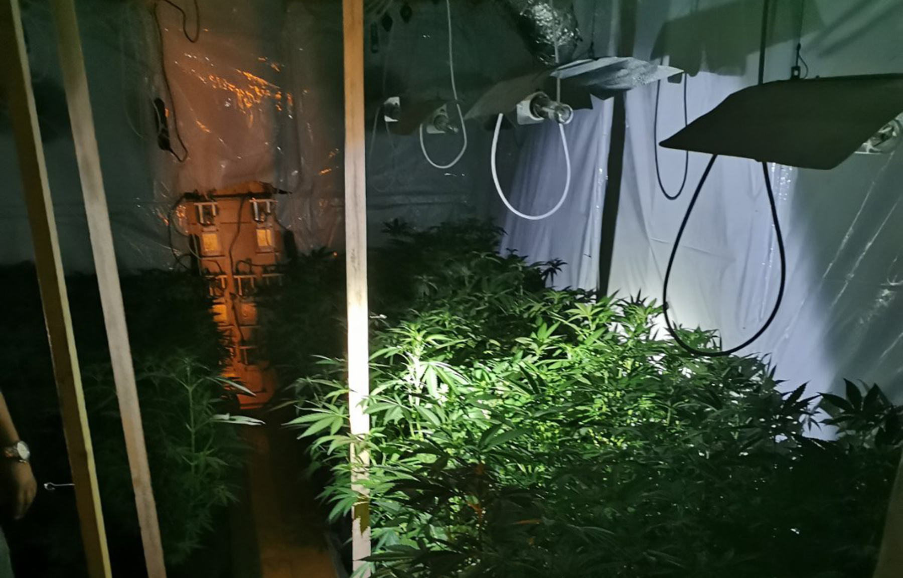 Policija otkrila laboratoriju za uzgoj marihuane, uhapšen osumnjičeni