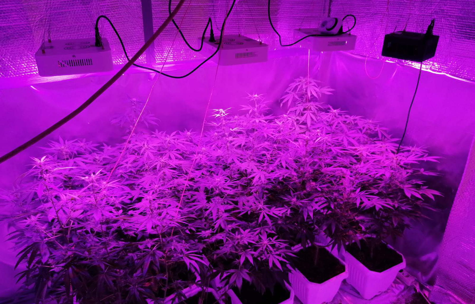 Otkrivena laboratorija za uzgoj marihuane, uhapšen osumnjičeni