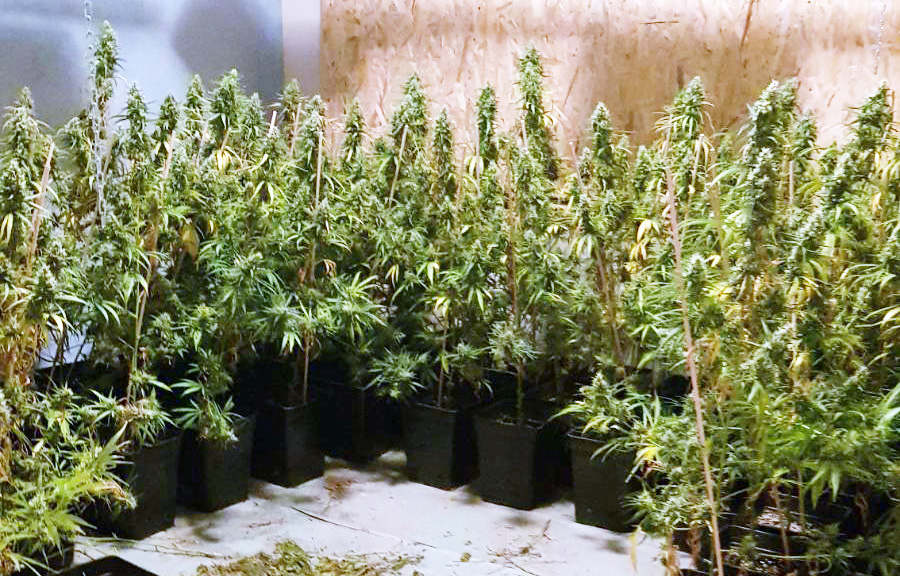 Откривена илегална лабораторија за производњу марихуане