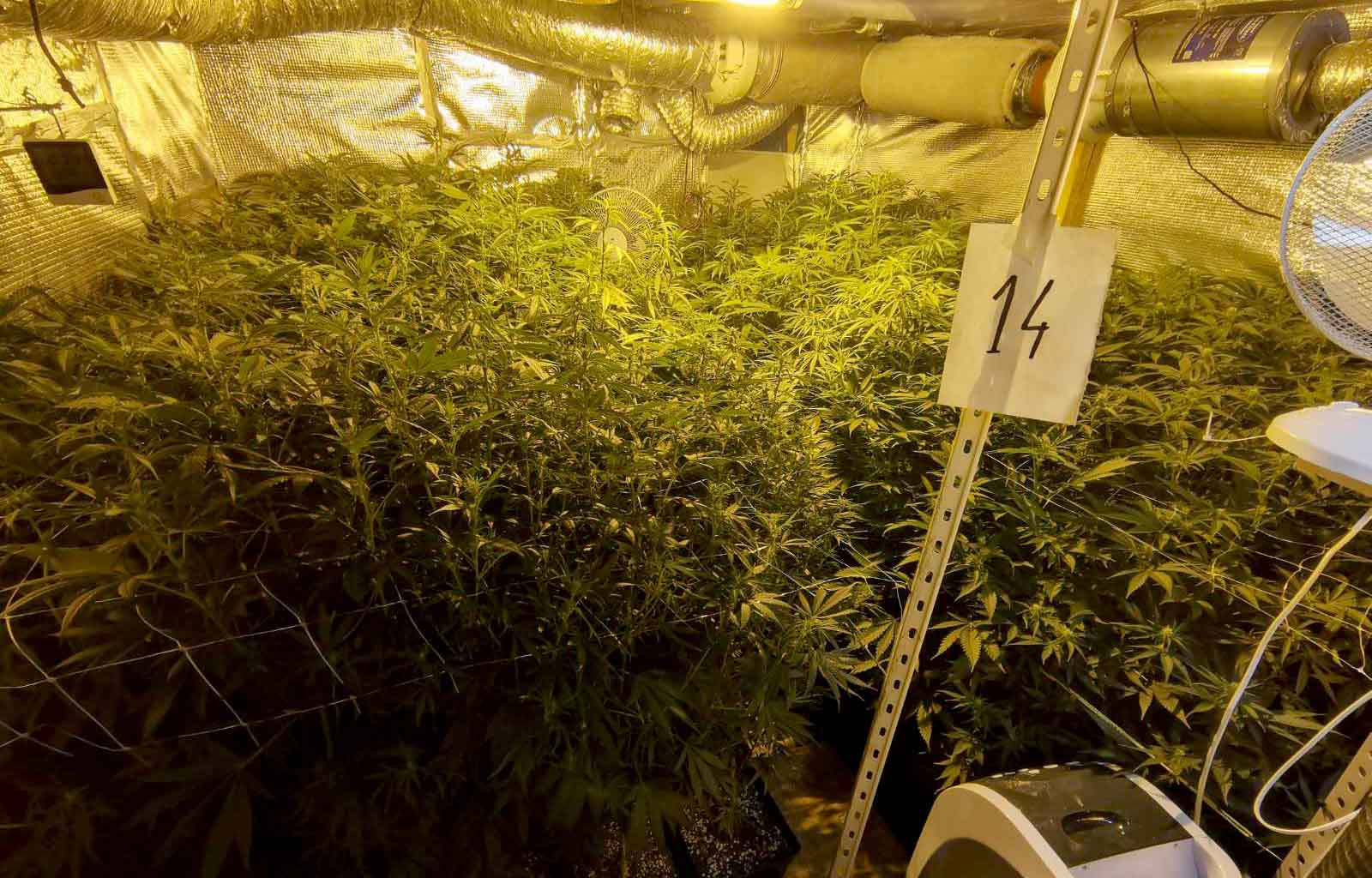 Откривена лабораторија за производњу марихуане, ухапшене две особе