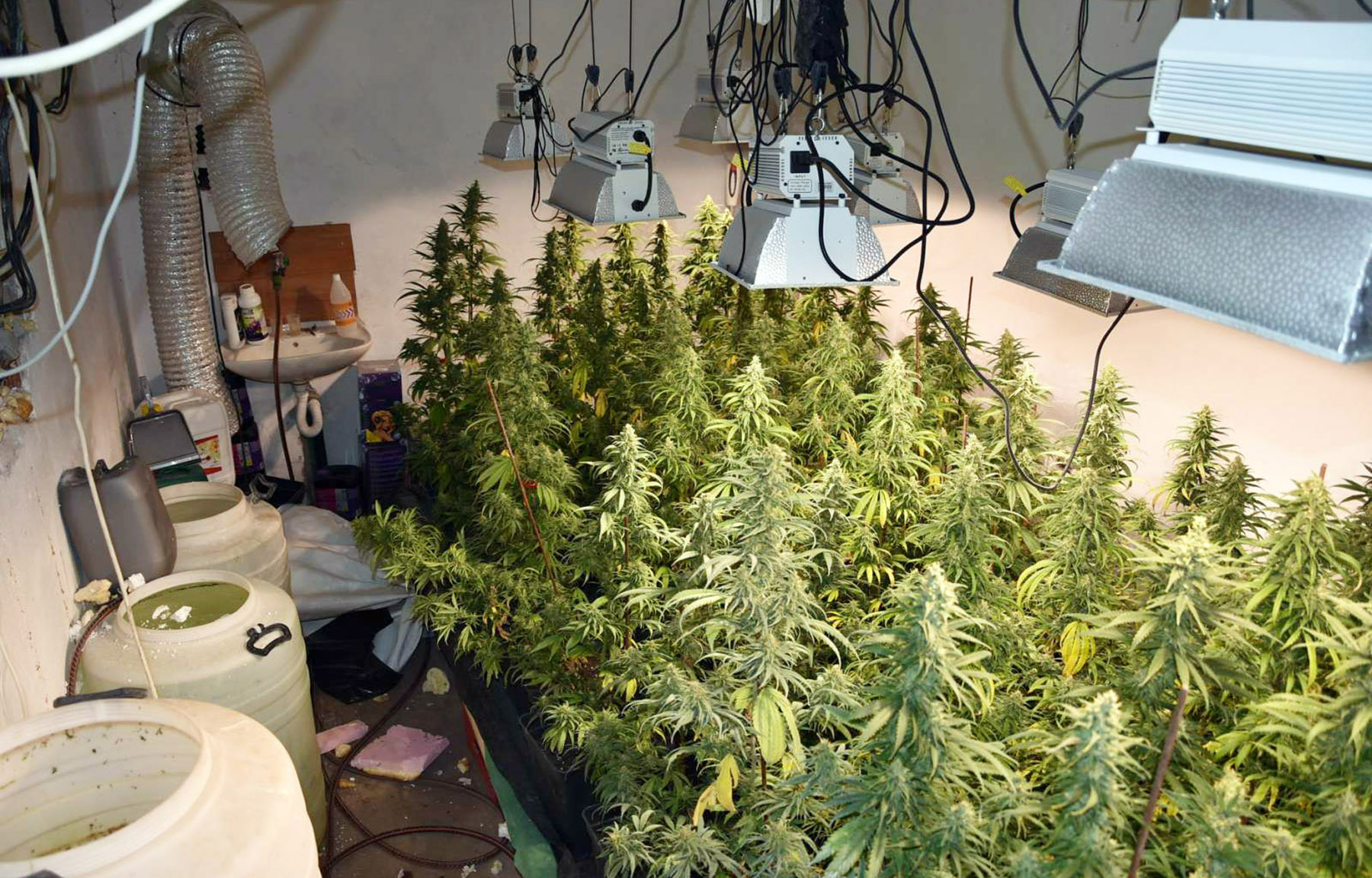 Пронађена илегална лабораторија за узгој марихуане и ухапшен осумњичени
