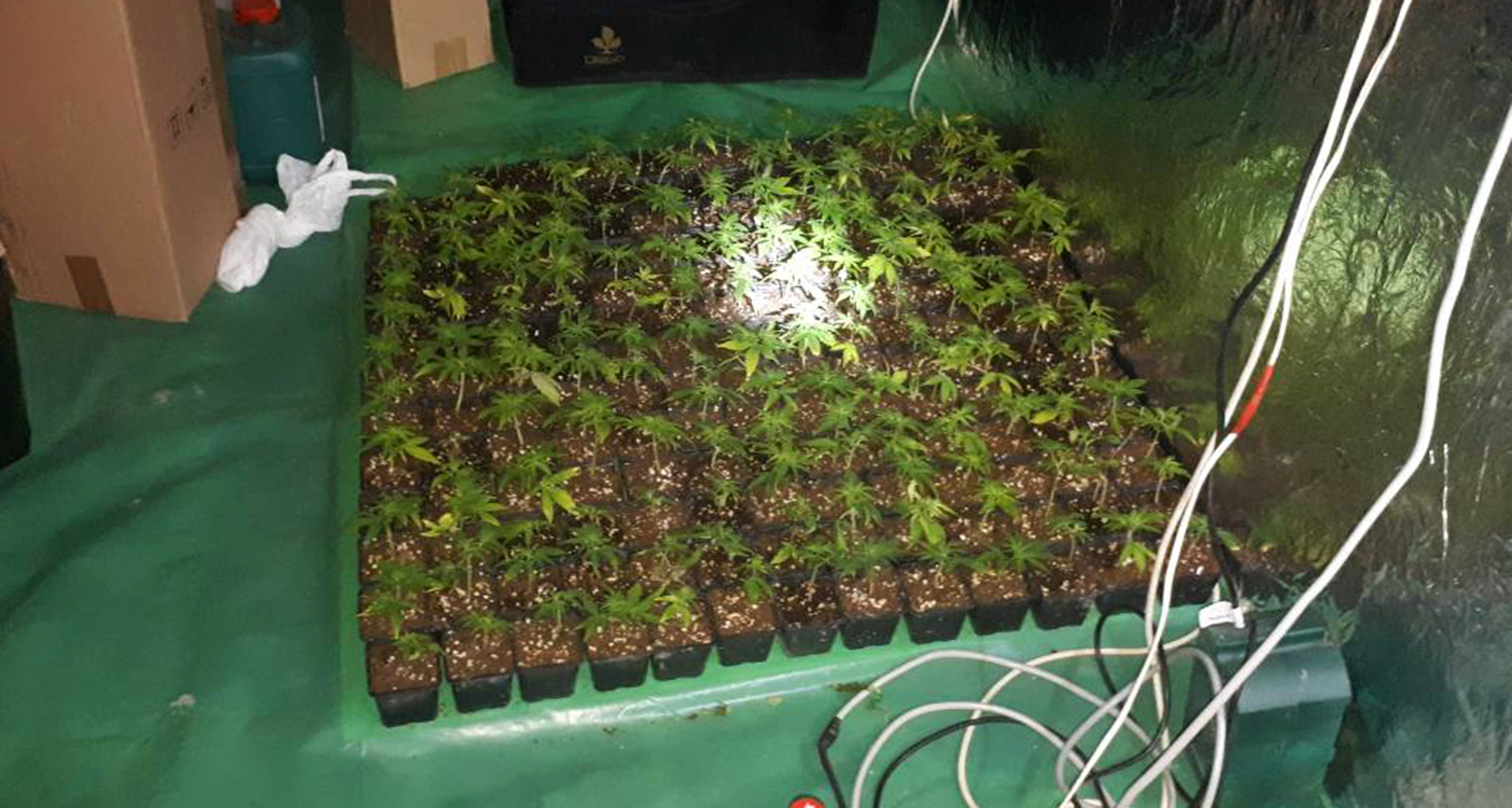 Policija zaplenila 16,5 kilograma marihuane i u okolini Obrenovca otkrila laboratoriju 